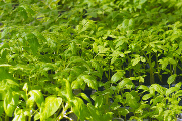 Fototapeta na wymiar Green young seedlings tomatoes in the greenhouse