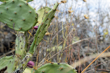 cactus in the desert
