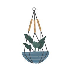 Decorative house plant in hanging pot, Scandinavian interior, modern flower handmade macrame. Vector illustration in flat cartoon style on isolated white background.