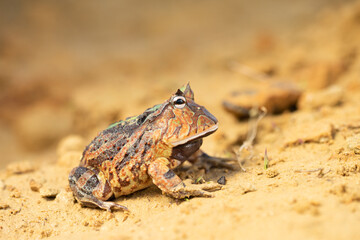 Closeup head of Argentine horned frog (Ceratophrys ornata), also known as the Argentine wide-mouthed frog or the ornate pacman frog
