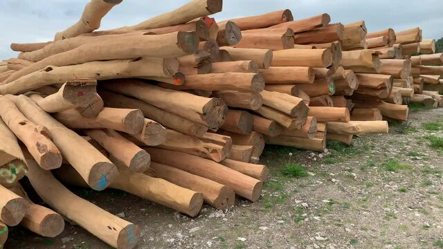 Lumber of alder wood stored in stacked piles in forest. Peeled wooden logs used in building industry. Building wooden log house or cabin. Large timber trunks. 