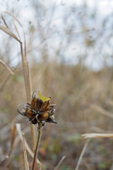 Seed heads up close