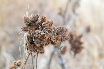 dry seed heads in the cold