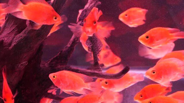 Diversity of tropical fishes in exotic decorative aquarium. Assortment in chatuchak fish market pet shops. Close up of colorful pets displayed on stall. Variety for sale on counter, trading on bazaar