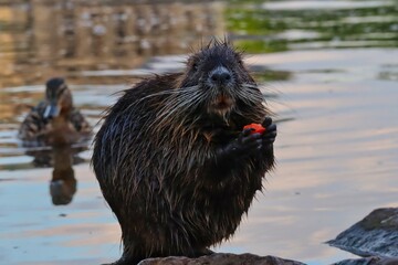 Coypu Eats Carrot on the Bank of Vltava River with Duck behind it in Prague. Cute Little Nutria...