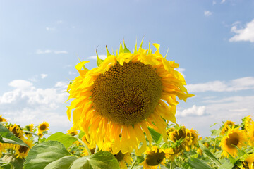 Flower of sunflower on field against the sky close-up