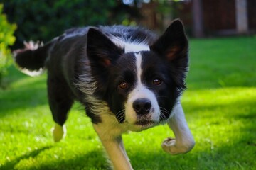Fototapeta premium Border Collie Runs Towards Camera in the Garden. Black and White Dog Approaches Camera with Curious Look in Czech Republic.