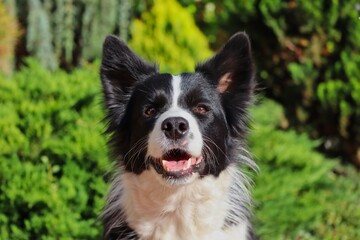 Border Collie Portrait in the Garden of Czech Republic. Fluffy Black and White Dog Head Smiles at Camera.