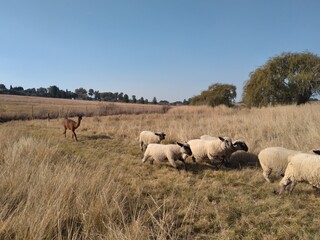 Obraz na płótnie Canvas A herd of sheep running on grass surrounded by grass fields landscape under a blue sky