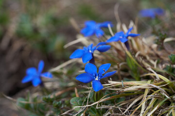 Gentiana clusii flower of the sweet lady or Clusius gentian large flowered native to Europe named...