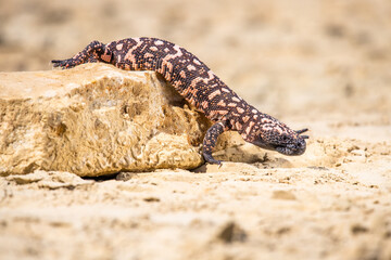 Lizard Gila Monster( Heloderma suspectum) north america.