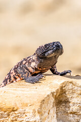 Lizard Gila Monster( Heloderma suspectum) north america.