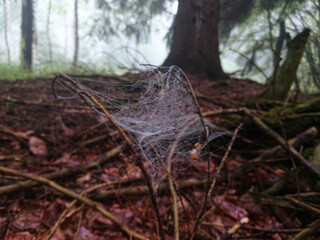 Spider web, spider net and pattern. Morning sun in a forest.