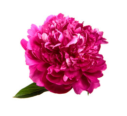 Pink peony flower on a white isolated background. Close-up. Isolate. Fresh flower bud. Floristry.