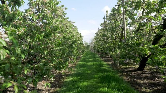 an apple plantation of a large fruit farm