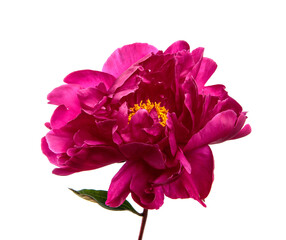Pink peony flower on a white isolated background. Close-up. Isolate. Fresh flower bud. Floristry. © Юлия Буракова