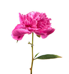 Fototapeta premium Pink peony flower on a white isolated background. Close-up. Isolate. Fresh flower bud. Floristry.