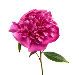 Pink peony flower on a white isolated background. Close-up. Isolate. Fresh flower bud. Floristry.