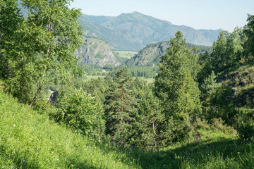 Naklejka premium Summer greens of a mountain forest. Sunny day.