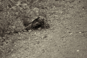 Leopard tortoise Stigmochelys pardalis Africa Kenya Tanzania large and attractively marked found in the savannas