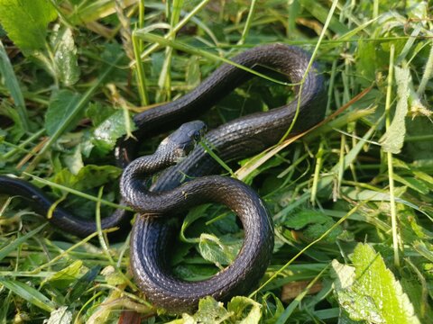 snake in the grass
