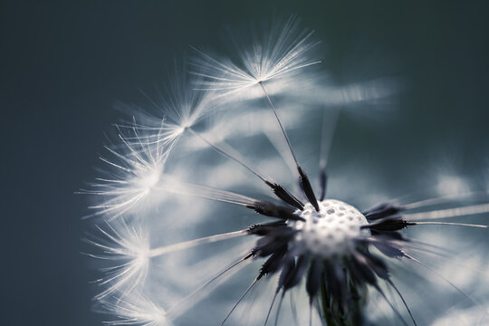 Macro image of dandelion, shallow depth of field. Summer nature background.