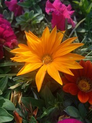 orange and yellow flowers