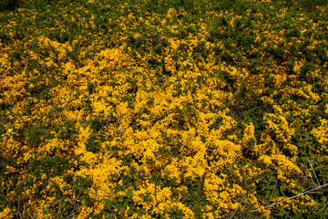 Ajoncs de Le Gall en fleurs dans la lande	