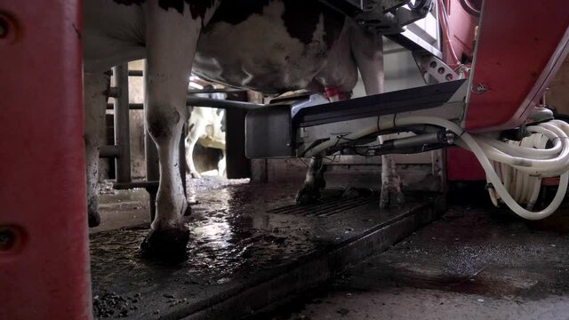 Cows are milked with a fully automatic milking machine in Switzerland