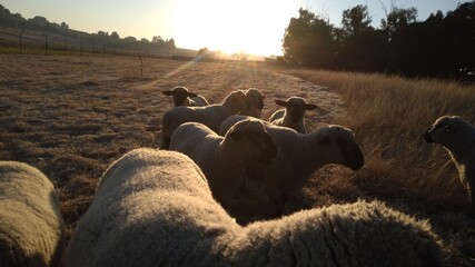 Herd of Sheep on a farm grass field at sunrise with the sun rays glistening on their bodies from behind. A cold winters morning with frost on the grass 