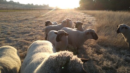Herd of Sheep on a farm grass field at sunrise with the sun rays glistening on their bodies from behind. A cold winters morning with frost on the grass 
