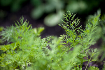 Fototapeta na wymiar Fresh dill (Anethum graveolens) growing on the vegetable bed. Annual herb, family Apiaceae. Growing fresh herbs. Green plants in the garden, ecological agriculture for producing healthy food concept