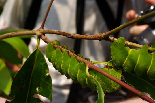 Caterpillars of Comet Moths (Argema mittrei) on a branch