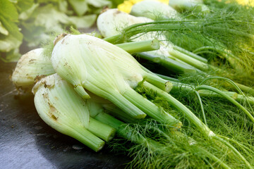 Crop of freshly harvested fennel at market