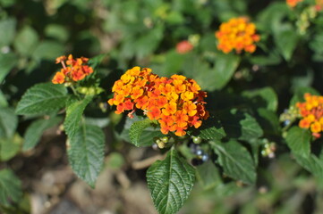 Small Orange Yellow Latana Flower Plant with Green Leaves