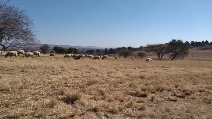 Herd of  sheep that has beige bodies and black faces  grazing on dry grass next to a brown Lama that is lying down in the grass. The background is a farm grass field and tree landscape with a blue sky