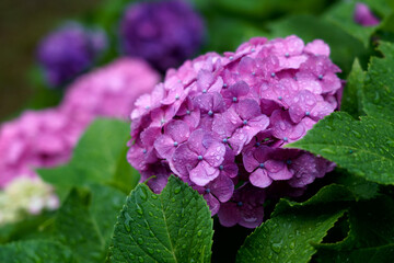 夏の雨に濡れるアジサイの花