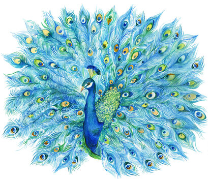 Peacock with open tail Watercolor 