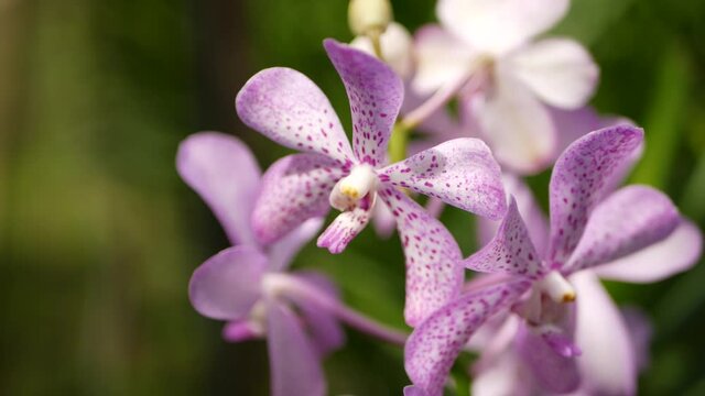 Blurred macro close up, colorful tropical orchid flower in spring garden, tender petals among sunny lush foliage. Abstract natural exotic background with copy space. Floral blossom and leaves pattern.