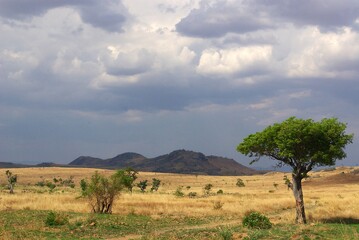 Fototapeta na wymiar Exotic landscape of Madagascar