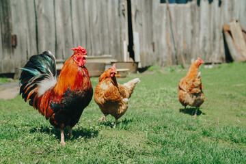 Brown domestic chicken in the summer outdoors close-up