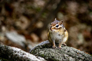 squirrel on a branch