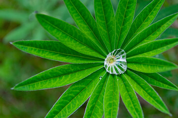 Plakat Rain drop on the green leaf closeup