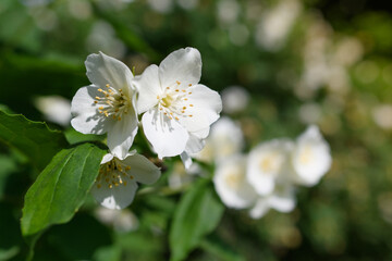 Small jasmine flower on a background of green foliage in the sunlight
