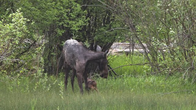 Mother moose with newborn baby calf in the Idaho wilderness as she protects her young.
