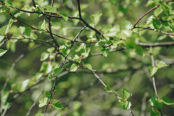green leaves in summer in Sunny weather close up