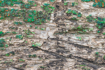 texture of old wood background with a remainder of green paint