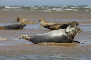 Seals at Blakeney Point, Norfolk, England