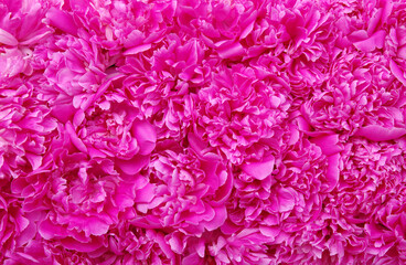 Obraz premium Beautiful pink peonies.