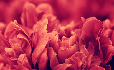  abstract flower background